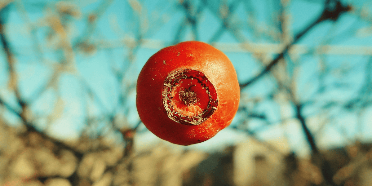 Blossom End Rot | Save Your Tomato Harvest