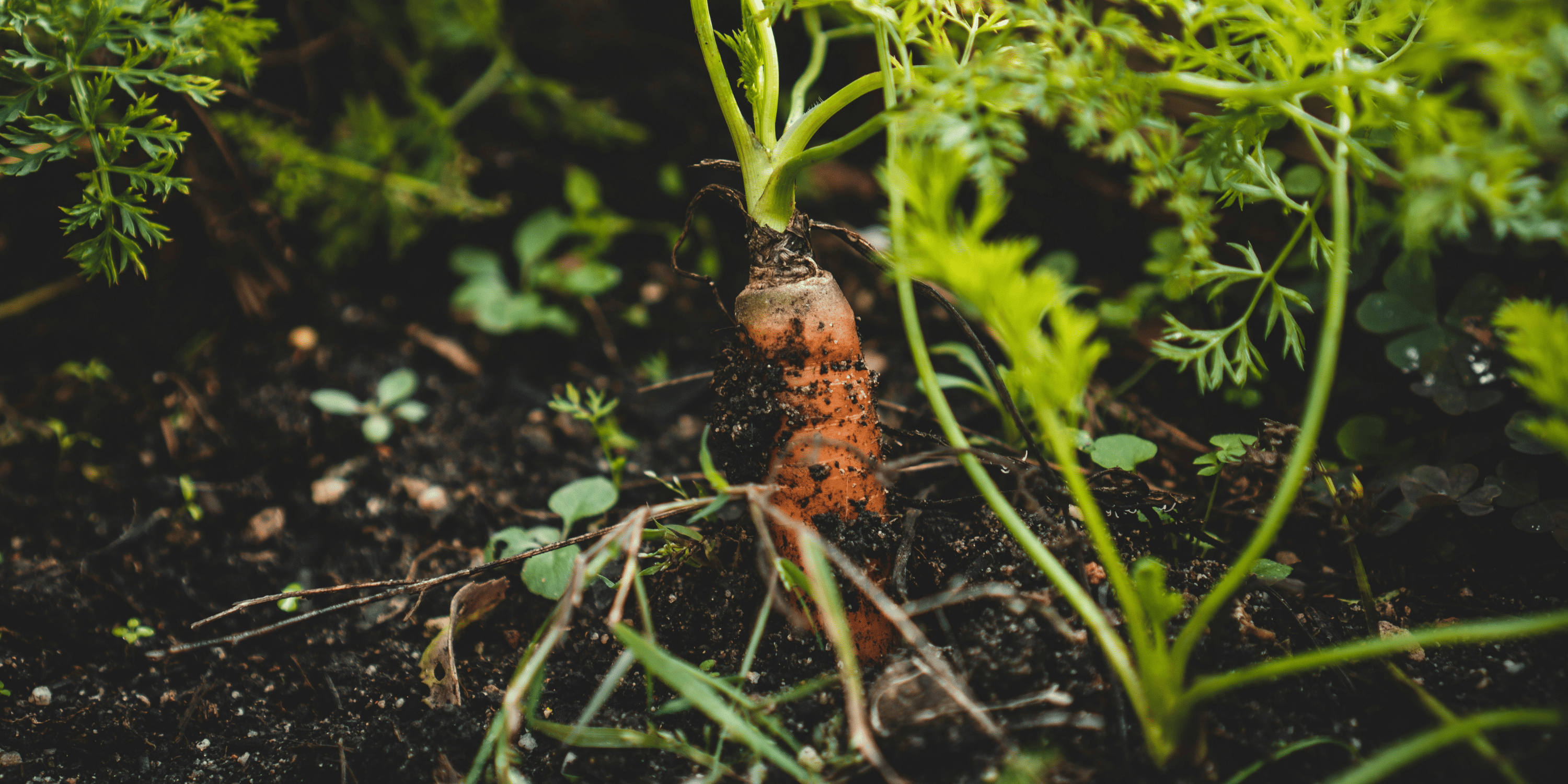 How to Grow Carrots from Seed for Big Harvests