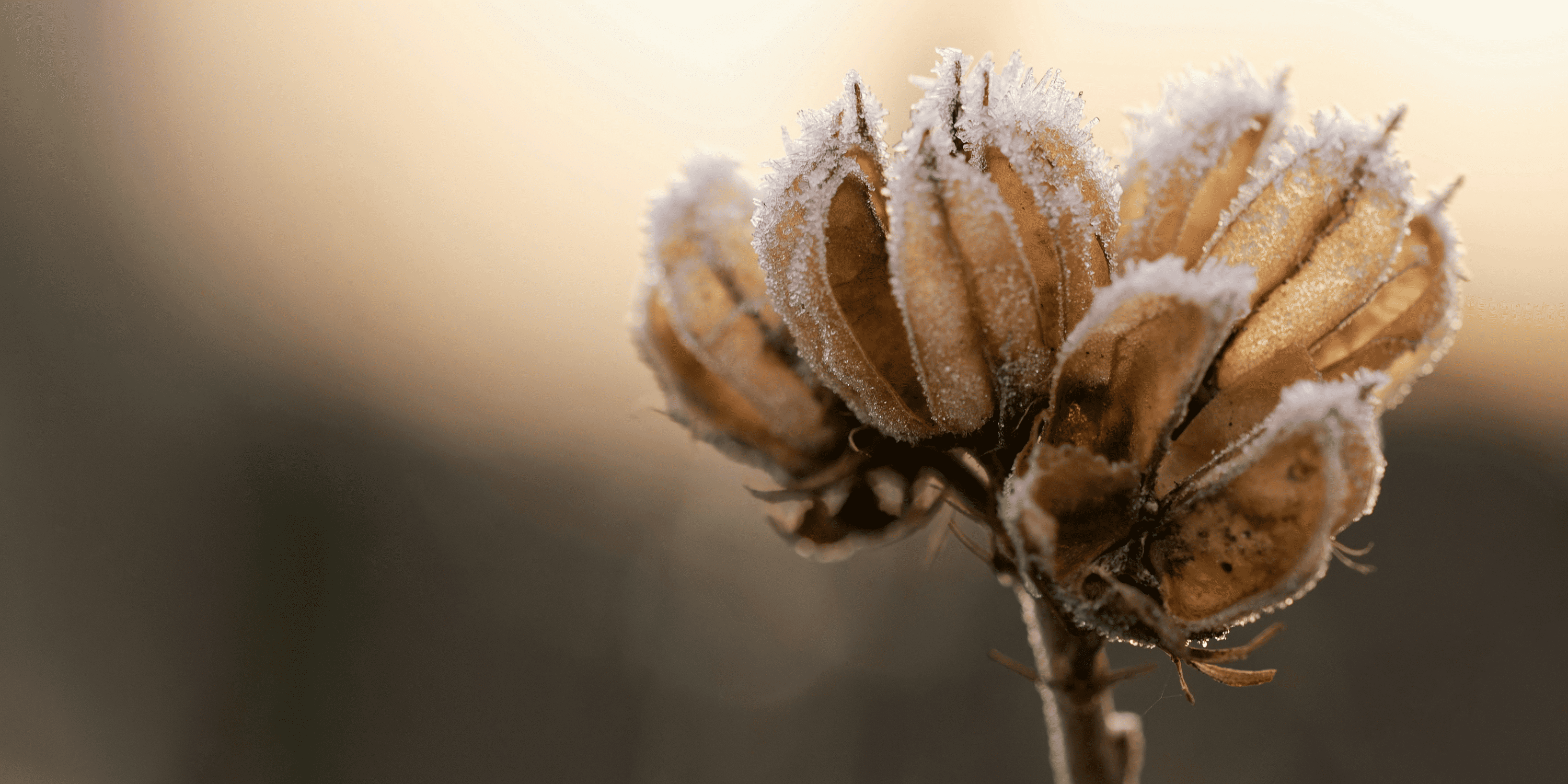 Cold Stratification | The Fridge Trick for Fussy Seeds