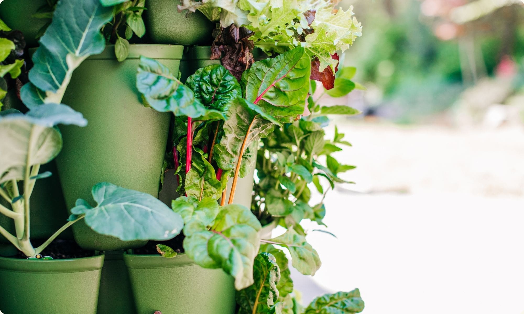 How to Use a GreenStalk Vertical Planter in NZ