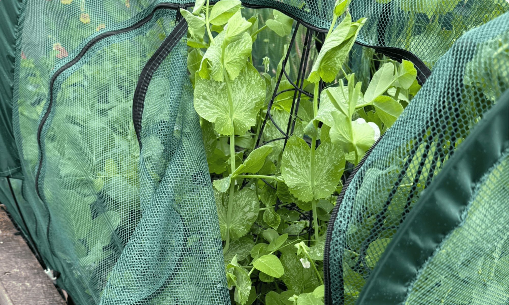 Net & Frost Cloth NZ — Protecting Your Plants Year-Round