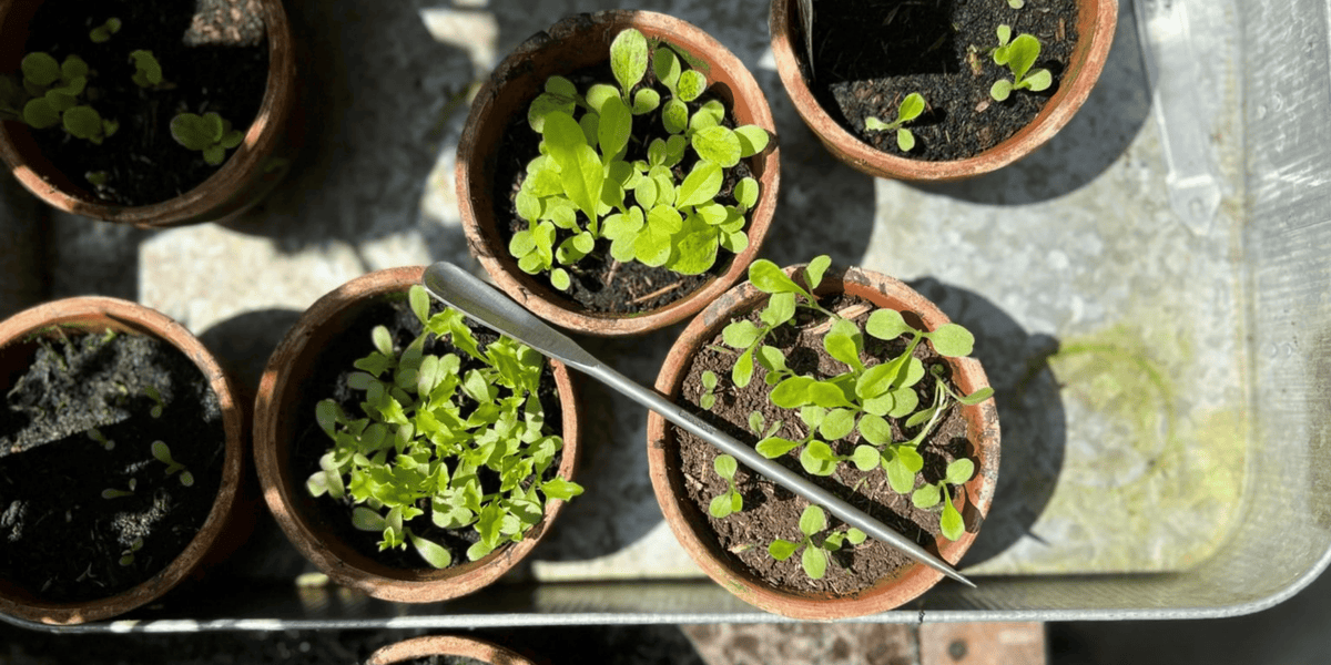 The Seedling Pricker: a lawyer, a forge and the end of the teaspoon