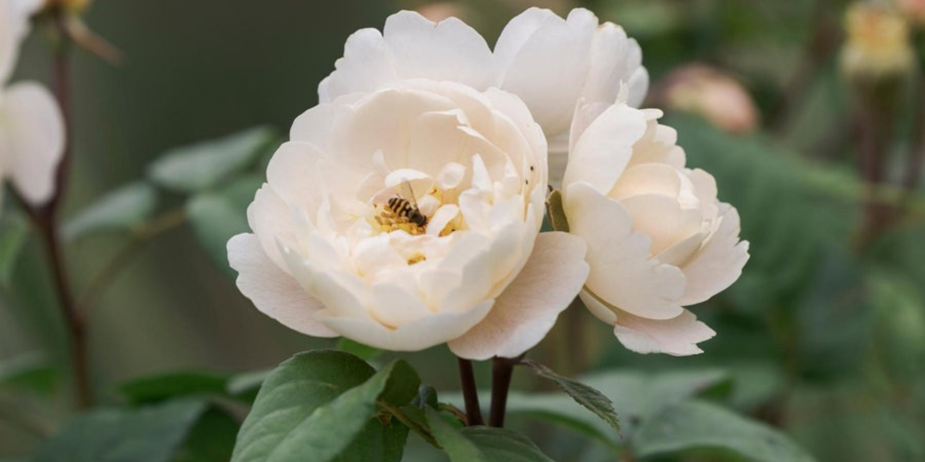 Sir David Beckham rose, image courtesy of David Austin Roses