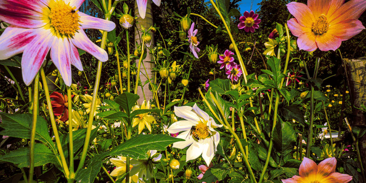 February Garden Guide