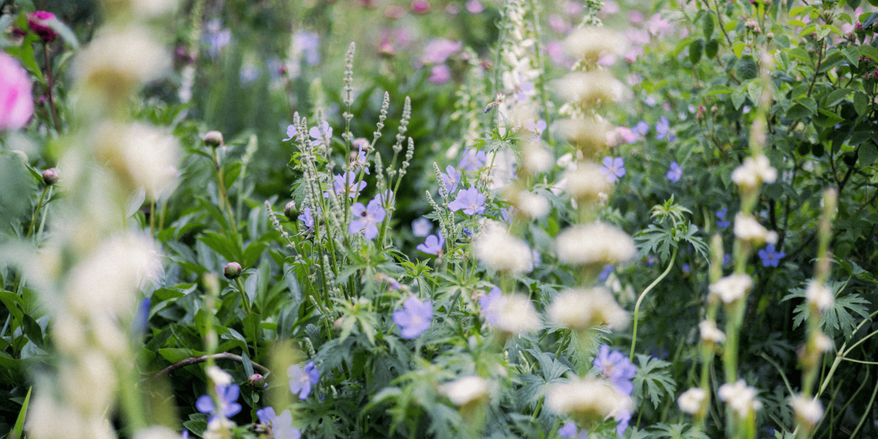 What are hardy annuals? A Comprehensive Growing Guide
