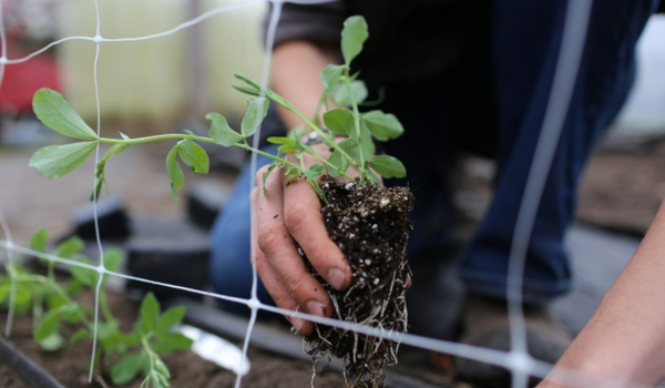 June in the Garden: Small Days, Serious Work