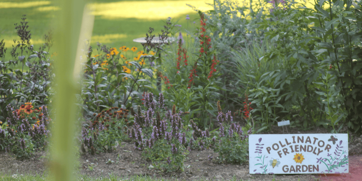Garden Insects That Help You | The Bee Allies and Predators