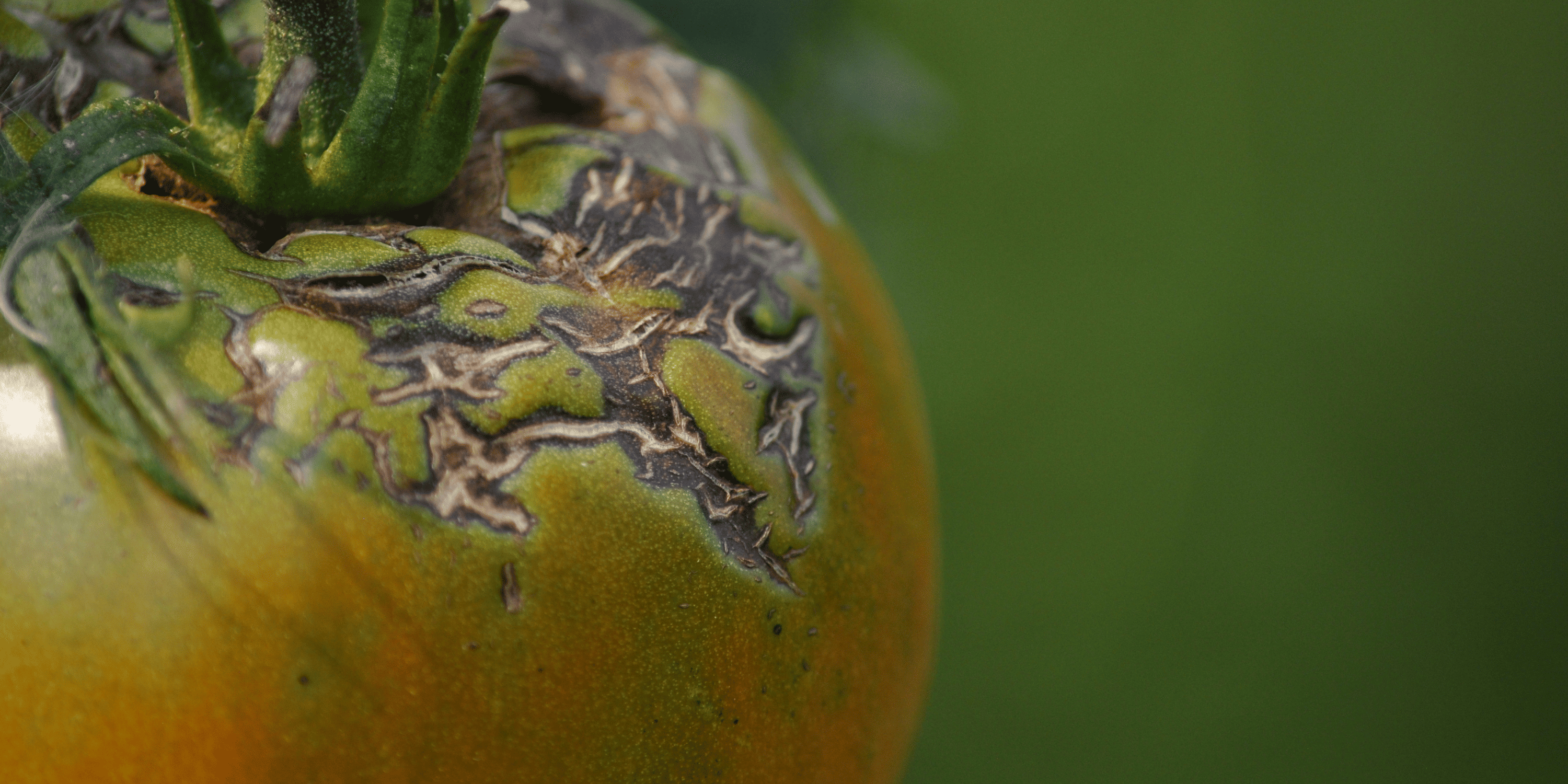 Why Tomatoes Split and Crack | The Watering Fix