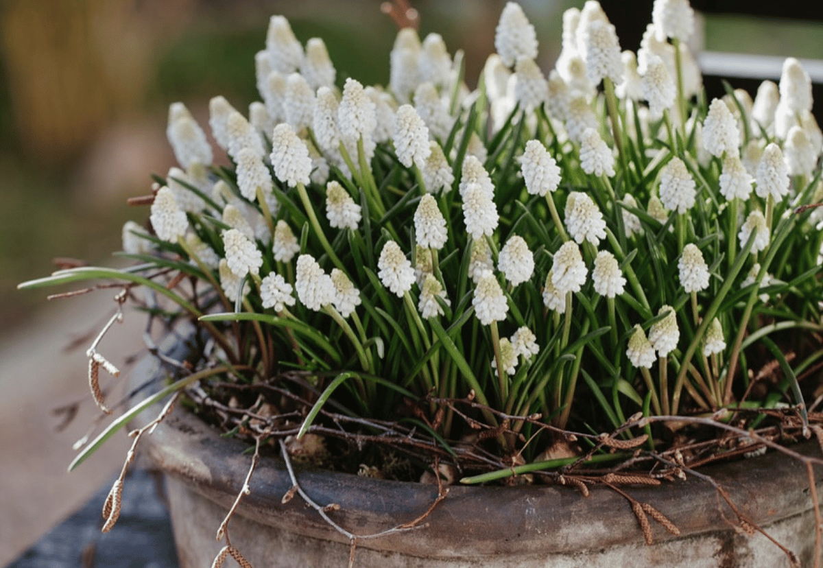 A comprehensive guide to planting & growing spring bulbs