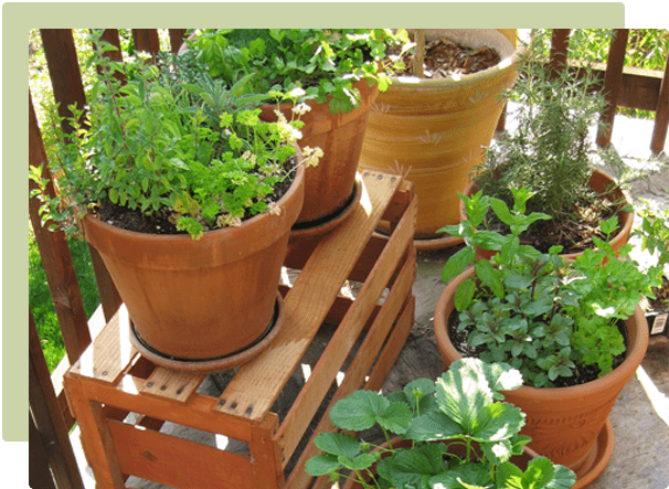 Container garden with mixed pots of herbs and flowers on a patio