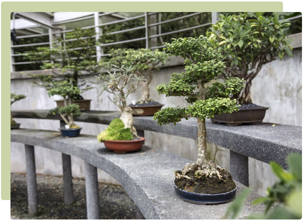Bonsai: Care & Cultivation