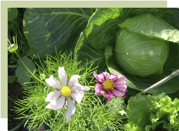 Companion planting in a vegetable garden with herbs and flowers