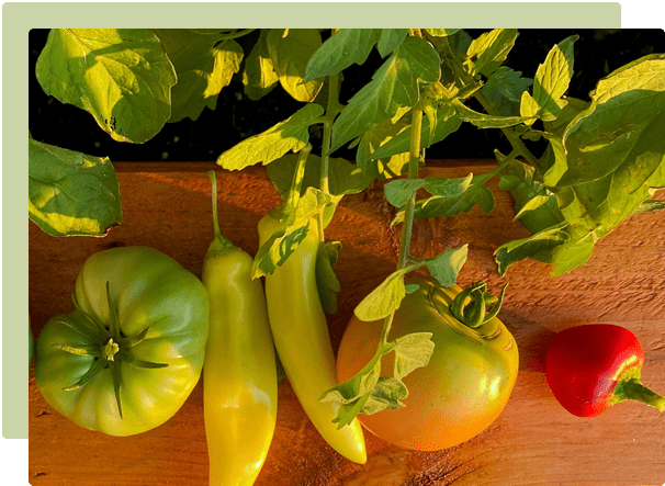 December Garden Guide