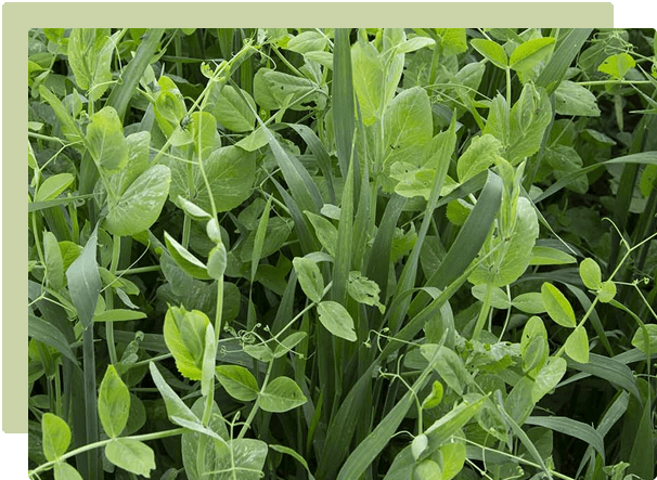 Green cover crops growing to enrich vegetable garden soil