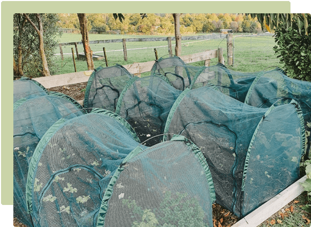 Garden cloches and net tunnels protecting vegetable crops