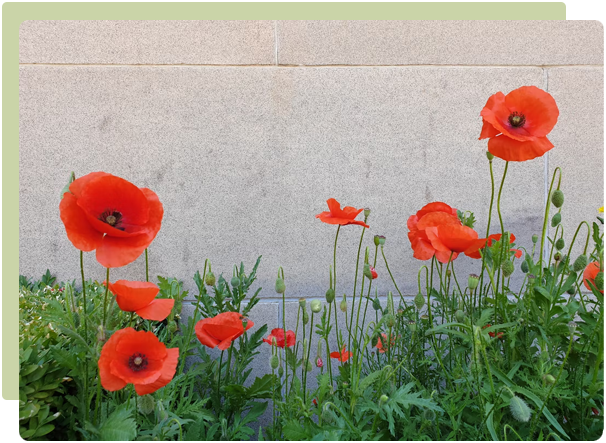 Growing Anzac Poppies