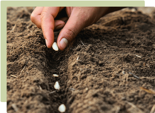 Seeds being sown in propagation trays and direct in garden soil