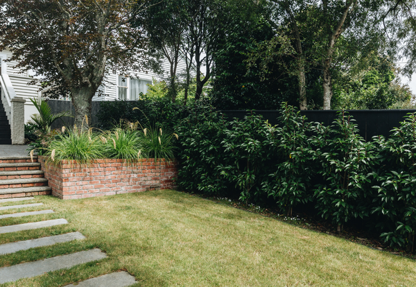 Lush green garden hedge providing privacy and visual structure in a backyard
