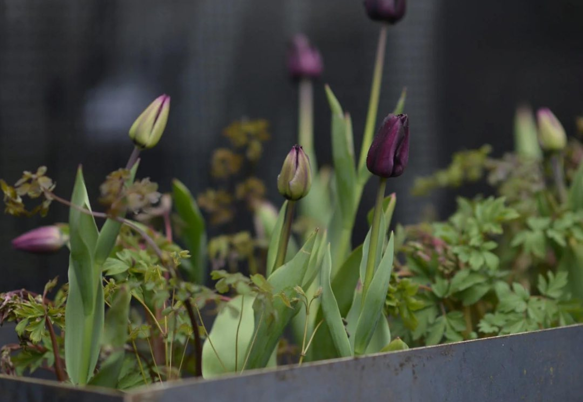 How to give your Flowering Planters the 'X' Factor