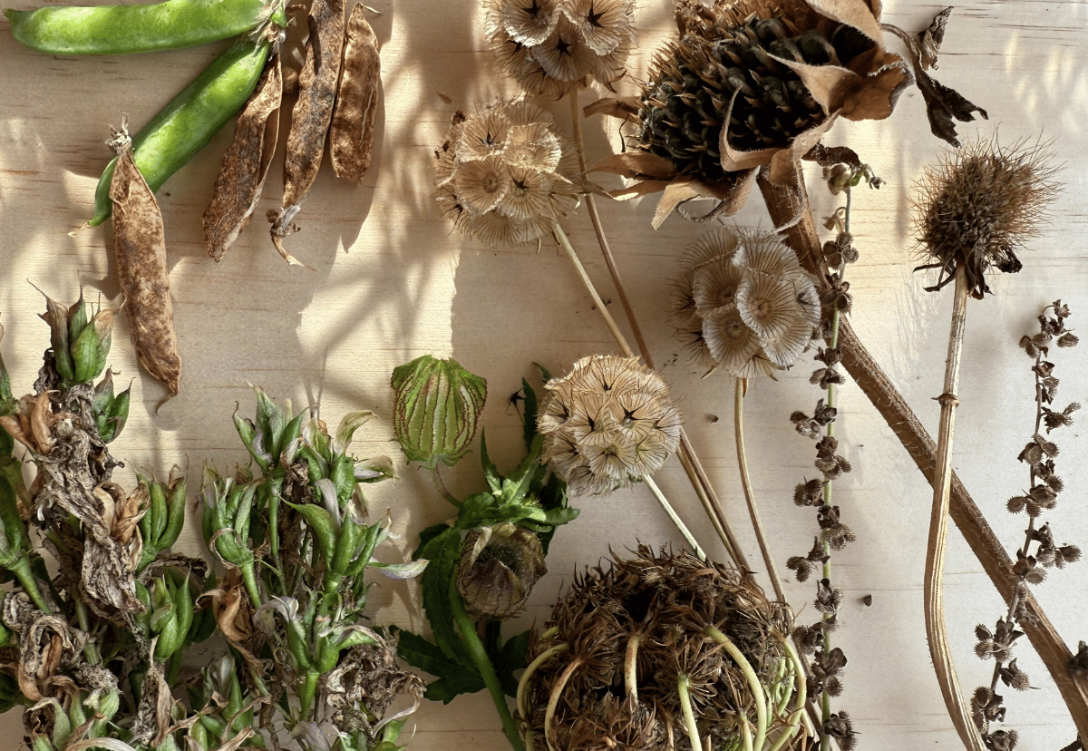 How to harvest & save seeds