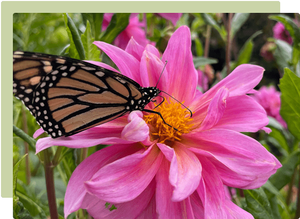 January Garden Guide