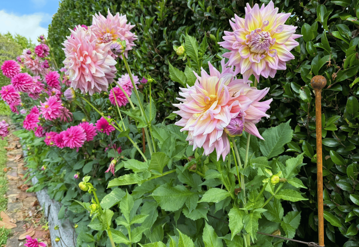 Keeping your summer garden looking its best