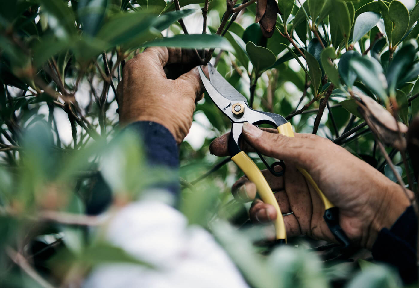 Winter Pruning: Timing and Tools