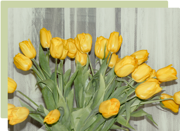Planting spring-flowering bulbs in NZ