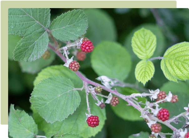 Pruning berry fruit for healthy plants and big crops