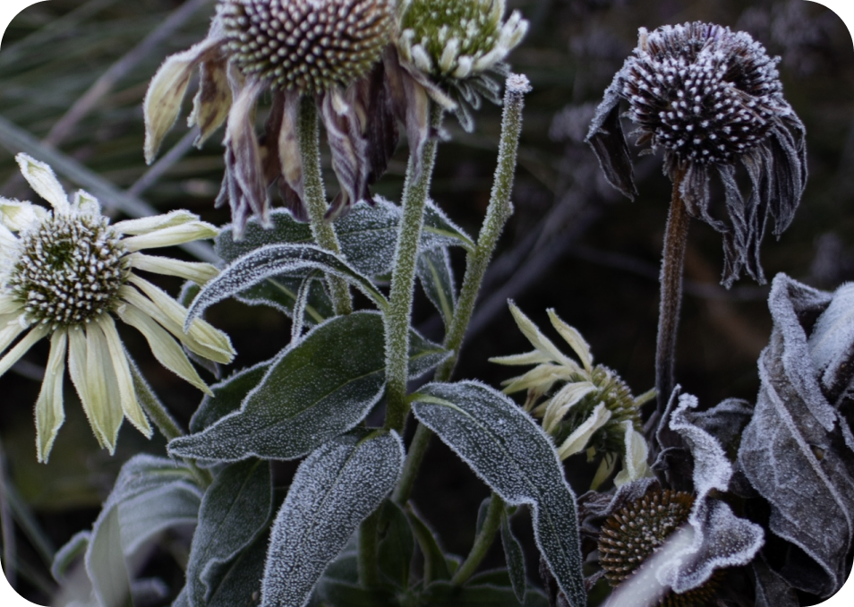The Bugg Winter Garden Guide