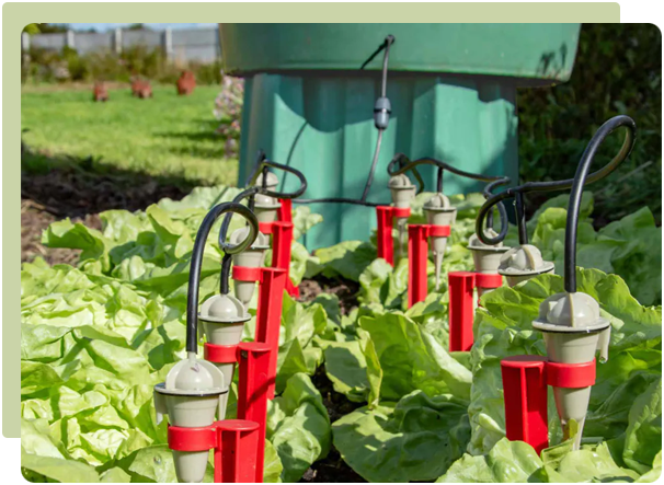 The benefits of irrigation for your home garden