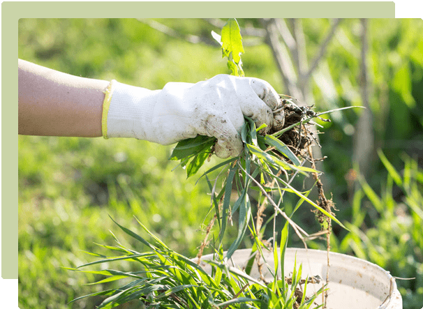 Weed control in the garden