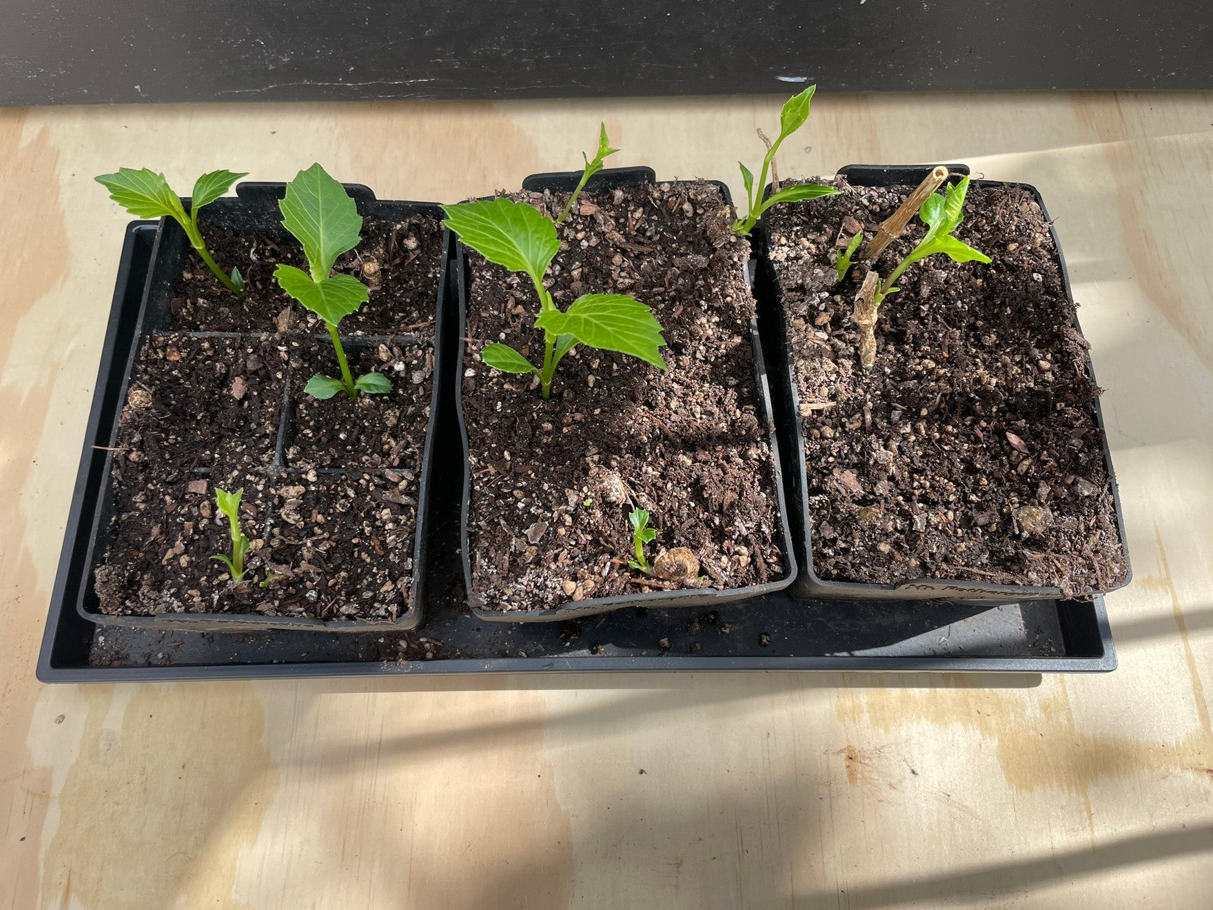 What exactly is Propagation?