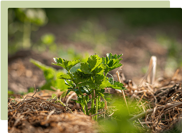 What’s so great about mulch?