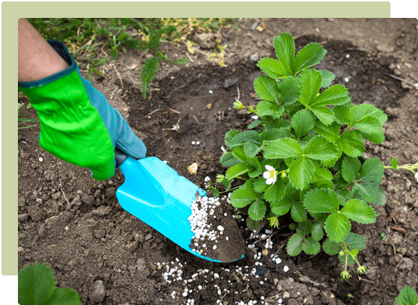 Garden plants being fed with organic fertiliser and compost