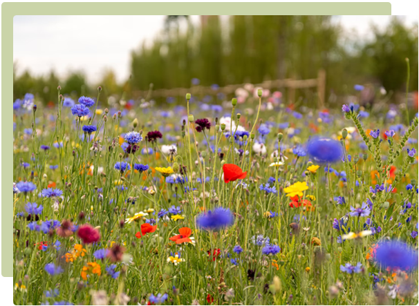 Why & how to grow wildflowers