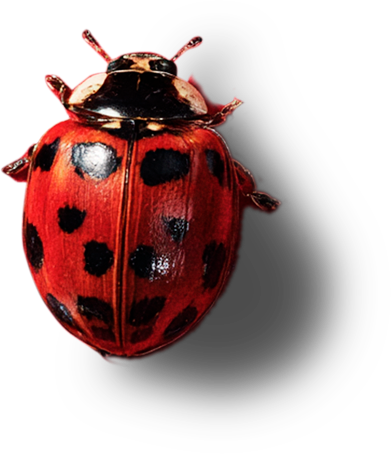 Lady Bug