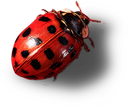 Lady Bug