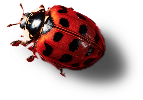 Lady Bug