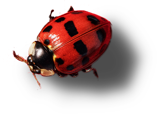 Lady Bug