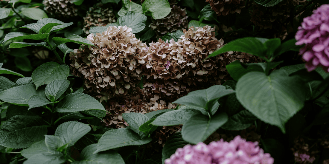 April Garden Guide