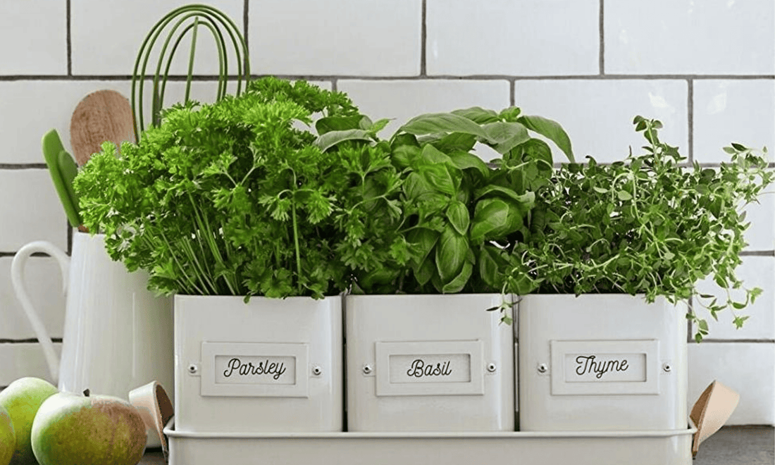 10 Easiest Vegetables to Grow Indoors in Winter (No Grow Lights)