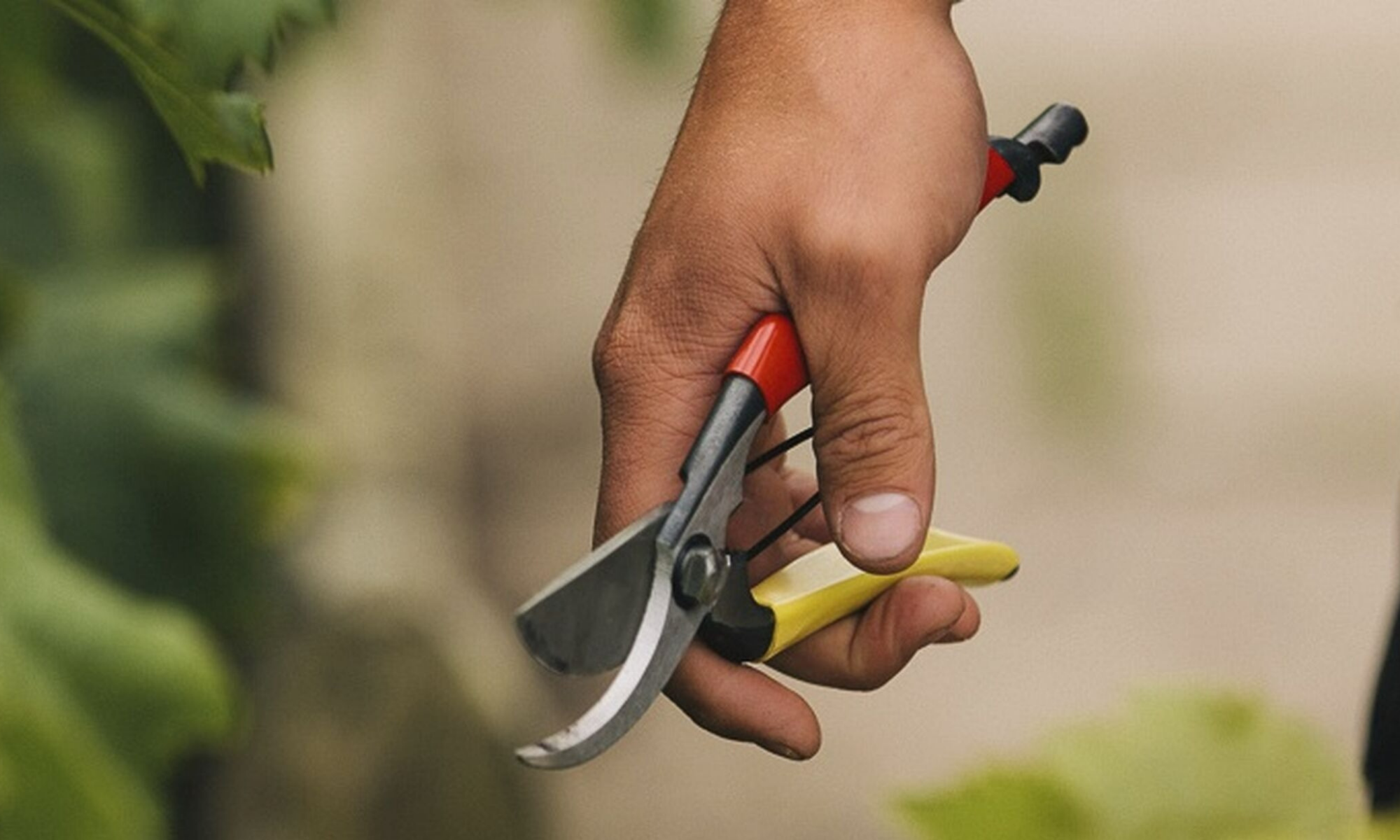 Secateurs: A Guide to the different types and how to choose the right pair