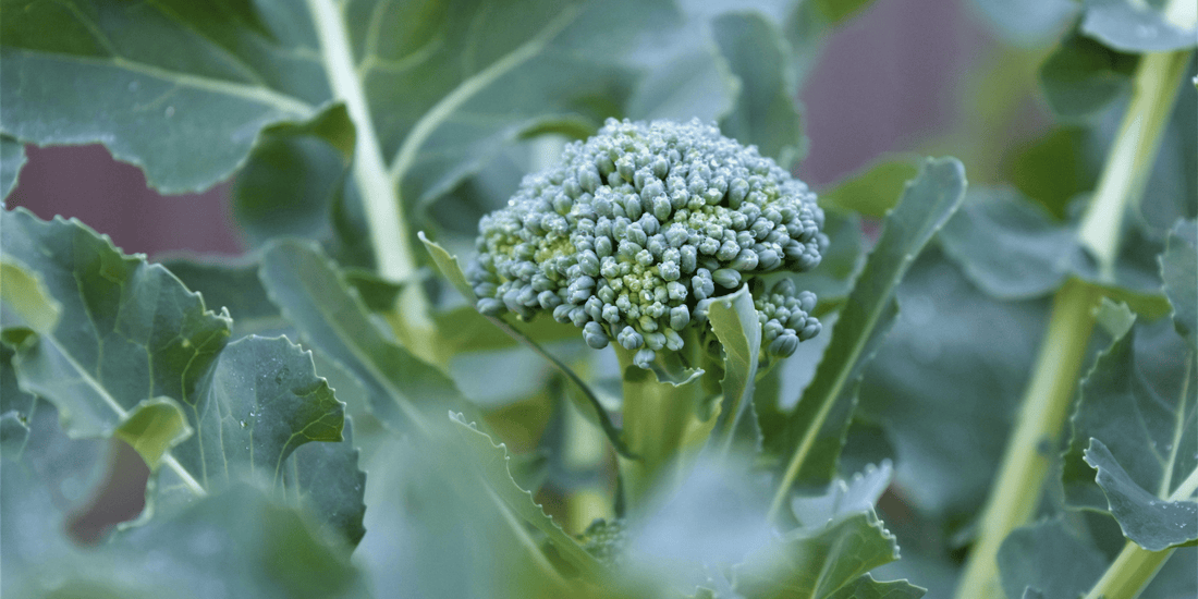 Broccoli Leaves Are Edible (Stop Composting Them)