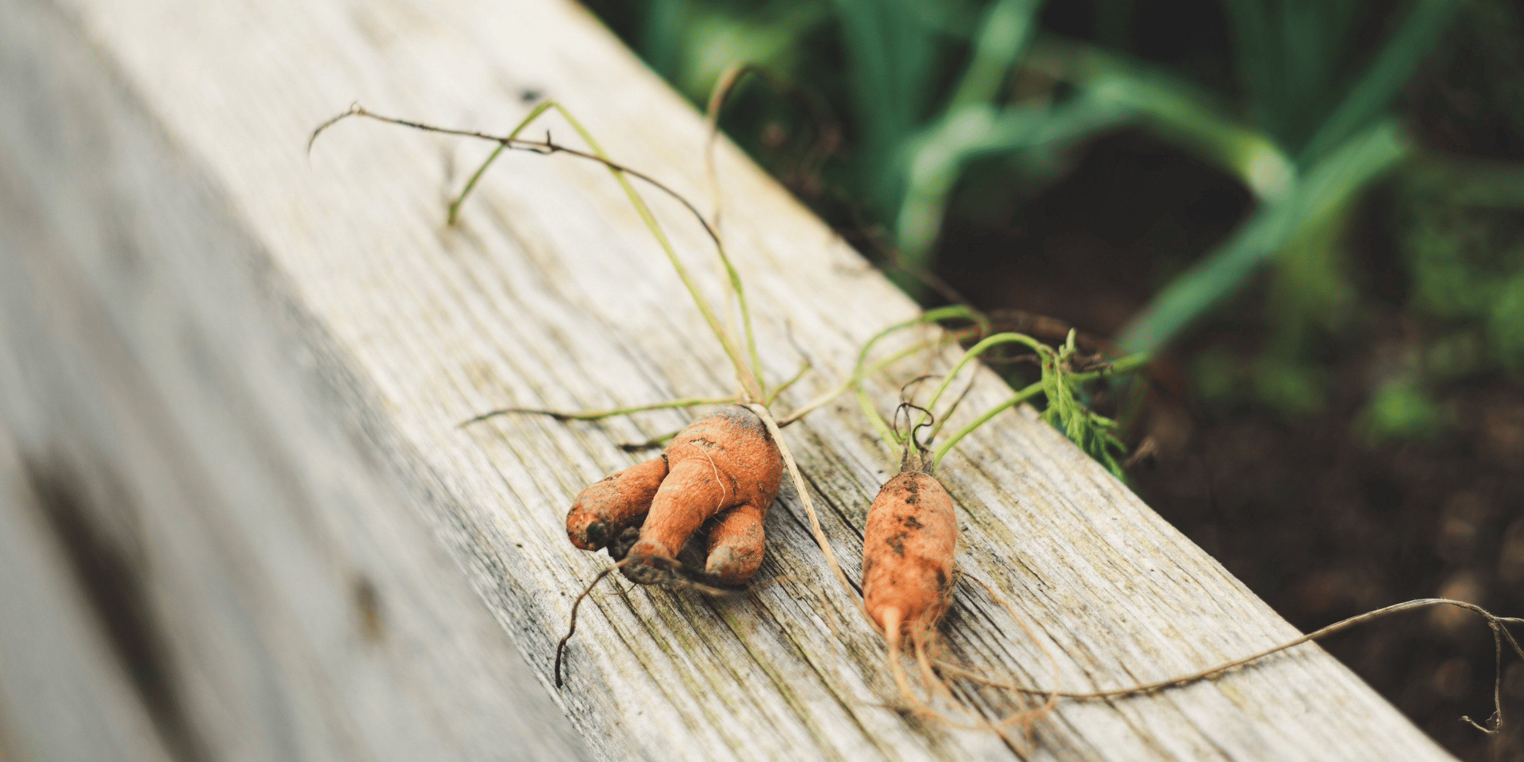 9 Common Carrot Problems and How to Fix Them