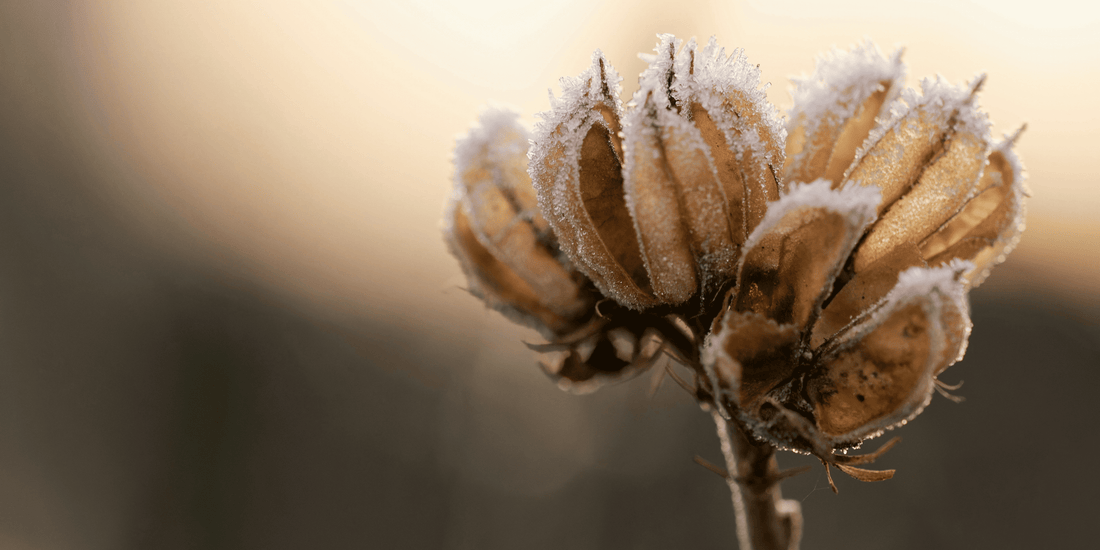 Cold Stratification | The Fridge Trick for Fussy Seeds