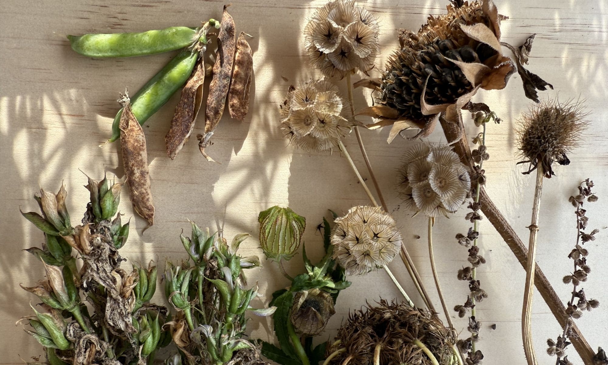 Autumn New Zealand garden with seed heads and harvest produce