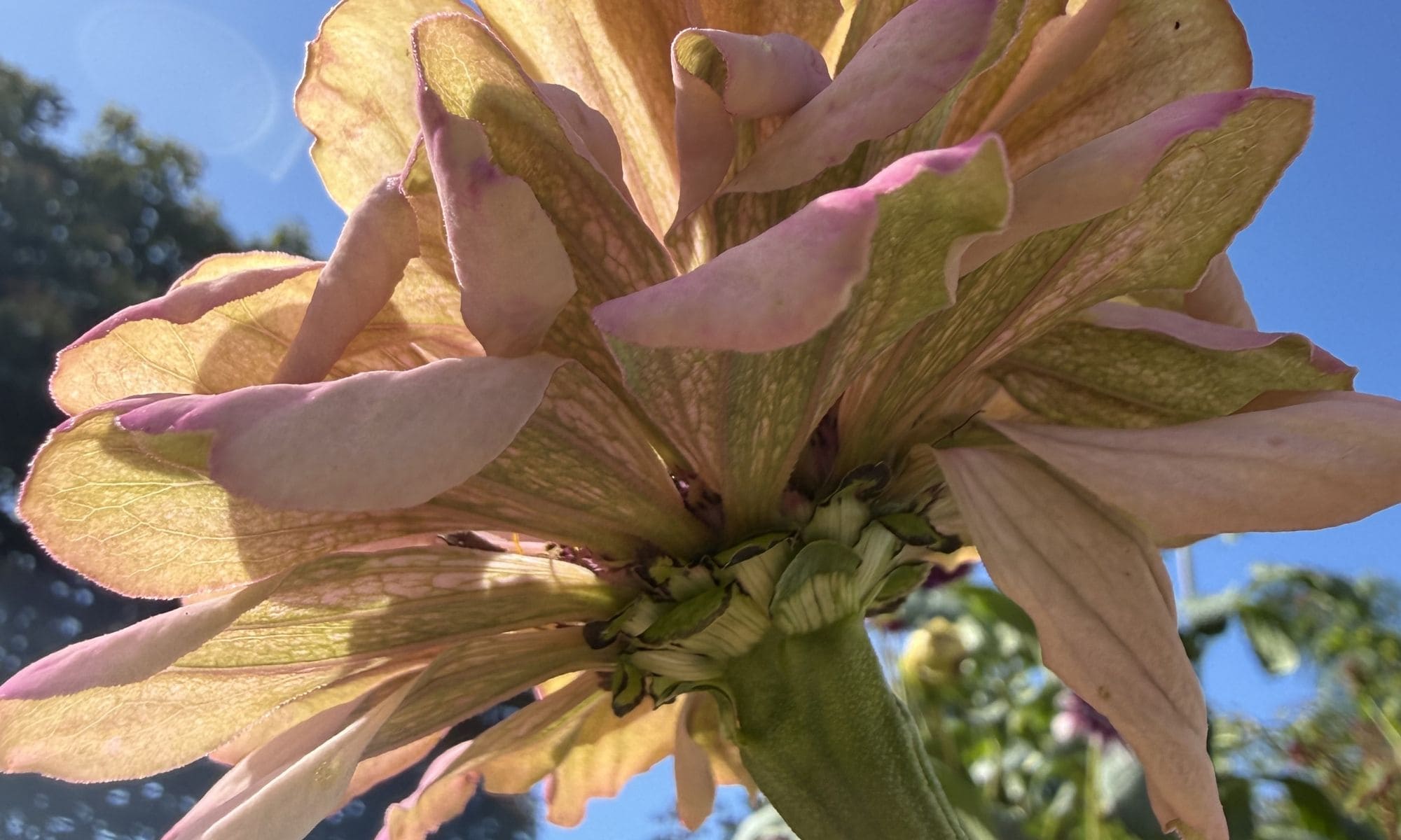 The Bugg Summer Garden Guide