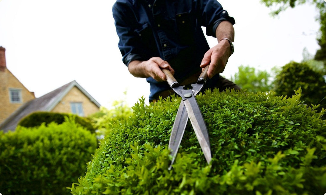 How to Choose Garden Shears: Types, Tips and What to Look For