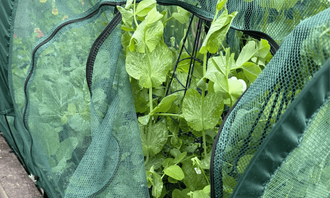 Net tunnel and frost cloth protecting garden crops year round